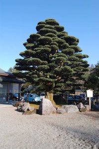 石川護国神社 松の木