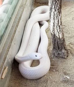 蛇石神社　白蛇