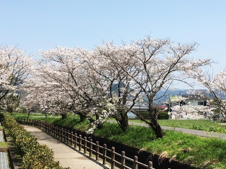 鹿児島神宮　桜